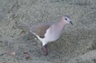 White-tipped Dove by Mick Dryden