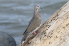 White-winged Dove by Mick Dryden
