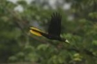 Crested Oropendola by Mick Dryden