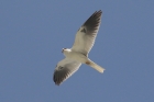 White-tailed Kite by Mick Dryden