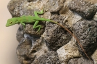 Lizard sp by Mick Dryden