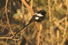 Magpie Shrike by Mick Dryden