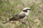 Southern White crowned Shrike By Mick Dryden