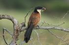 Burchell's Coucal by Mick Dryden