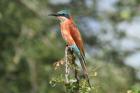 Southern Carmine Bee Eater by Mick Dryden