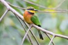 Cinnamon-chested Bee Eater by Mick Dryden