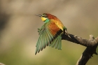 European Bee-eater by Mick Dryden