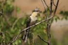 Great Spotted Cuckoo by Mick Dryden