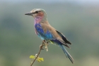 Lilac breasted Roller by Mick Dryden