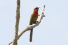 Red-throated Bee Eater by Mick Dryden