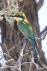 Swallowtailed Bee Eater by Mick Dryden