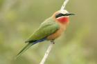 White-fronted Bee Eater by Mick Dryden