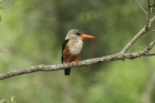 Grey-headed Kingfisher by Mick Dryden