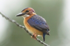 Pygmy Kingfisher by Mick Dryden