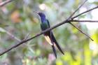 Swallow-tailed Hummingbird by Miranda Collett