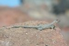 Galapagos Lava Lizard by Mick Dryden