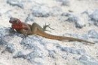 Espanola Lava Lizard by Mick Dryden