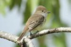 Galapagos Flycatcher by Mick Dryden