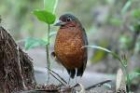 Giant Antpitta by Mick Dryden