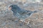 Large Ground Finch by Mick Dryden