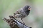 Large Ground Finch by Mick Dryden