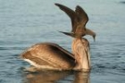 Brown Pelican and Common Noddy by Mick Dryden