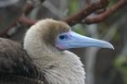Red-footed Booby by Lynne Dryden