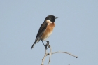 African Stonechat by Mick Dryden