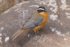 White browed Robin Chat by Mick Dryden