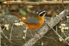 White-browed Robin-chat by Mick Dryden
