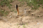 Kalahari Scrub Robin by Mick Dryden