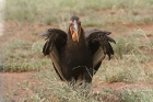 Southern Ground Hornbill by Mick Dryden