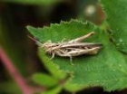 Field Grasshopper by Richard Perchard