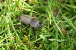 Lesser Stag Beetle by Richard Perchard
