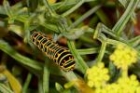 Swallowtail caterpillar by Regis Perdriat
