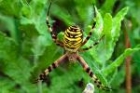 Wasp Spider by Richard Perchard