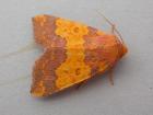Barred Sallow by Roger Long