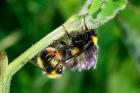 Bumble Bee by Richard Perchard