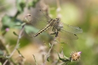 Black-tailed Skimmer by Mick Dryden