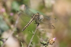 Black-tailed Skimmer by Mick Dryden