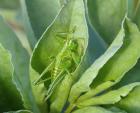 Bush Cricket by Andrew Greenwood