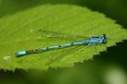 Common Blue Damselfly by Mick Dryden