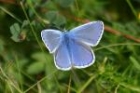 Common Blue by Mick Dryden