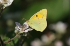 Clouded Yellow by Mick dryden