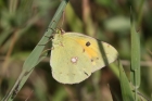Clouded Yellow by Mick Dryden