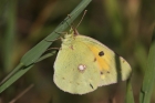 Clouded Yellow by Mick Dryden