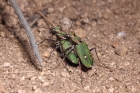 Green Tiger Beetle by Richard Perchard