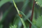Longhorn Moth by Mick Dryden