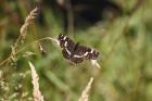 Map Butterfly by Richard Perchard