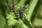 Mating Flies by Richard Perchard